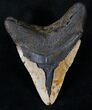 Bargain Megalodon Tooth - North Carolina #13826-2